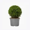 product-image-4_optimized Faucibus Interdum