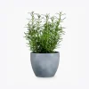 product-image-5_optimized Faucibus Interdum
